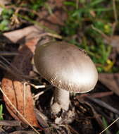 Image of Amanita cheelii P. M. Kirk 2013