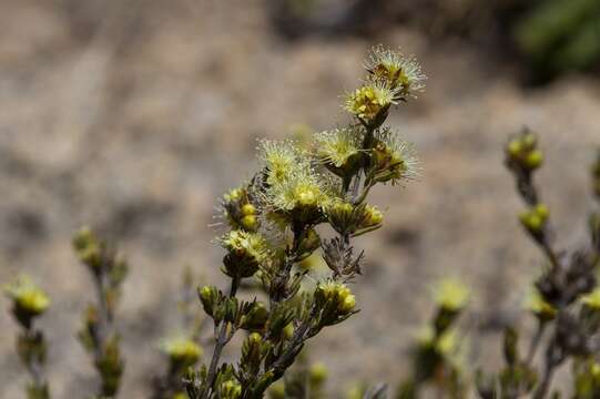 Image of Kunzea muelleri Benth.