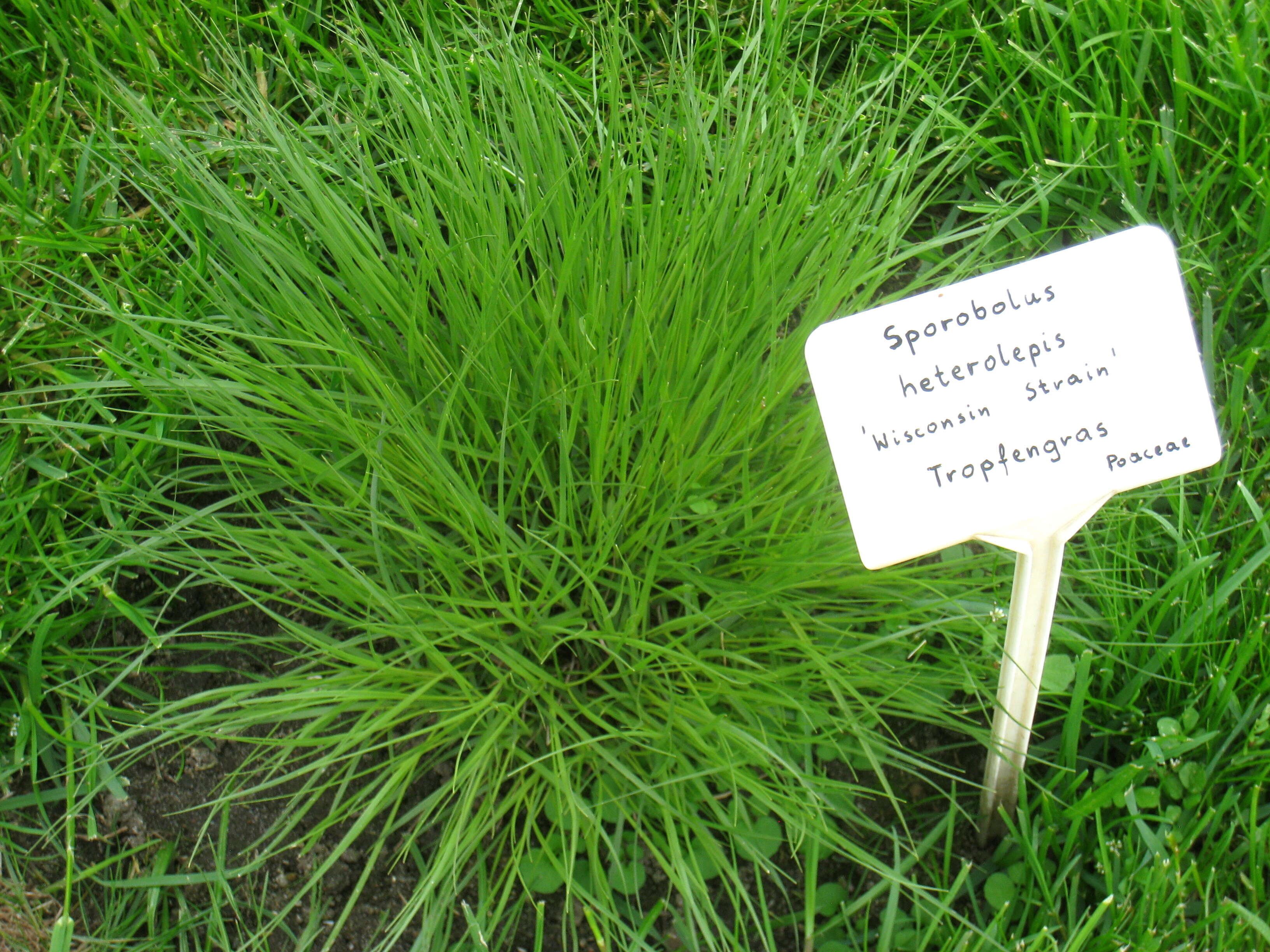 Image of prairie dropseed