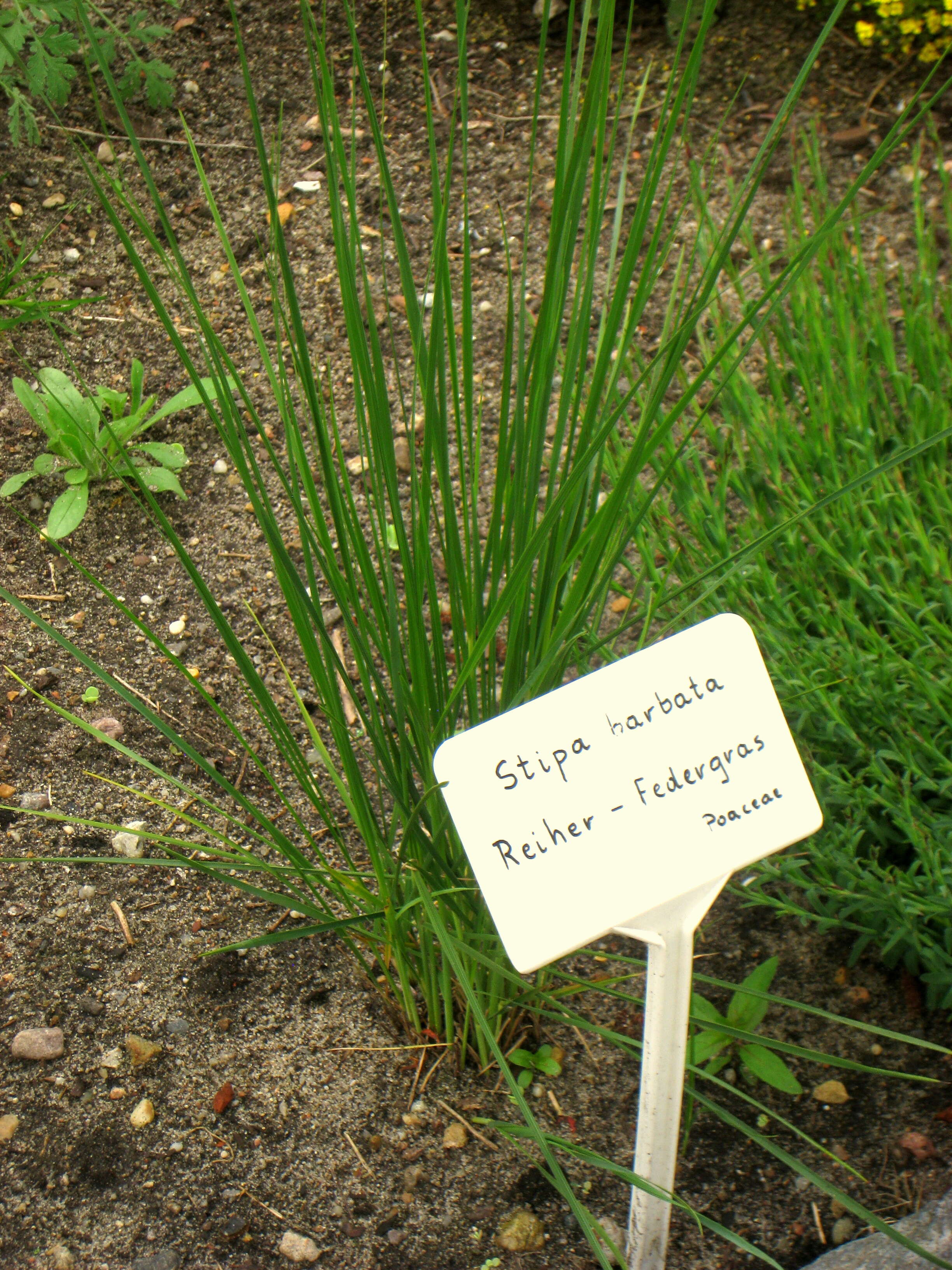 Imagem de Stipa barbata Desf.