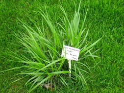 Image of Achnatherum calamagrostis (L.) P. Beauv.