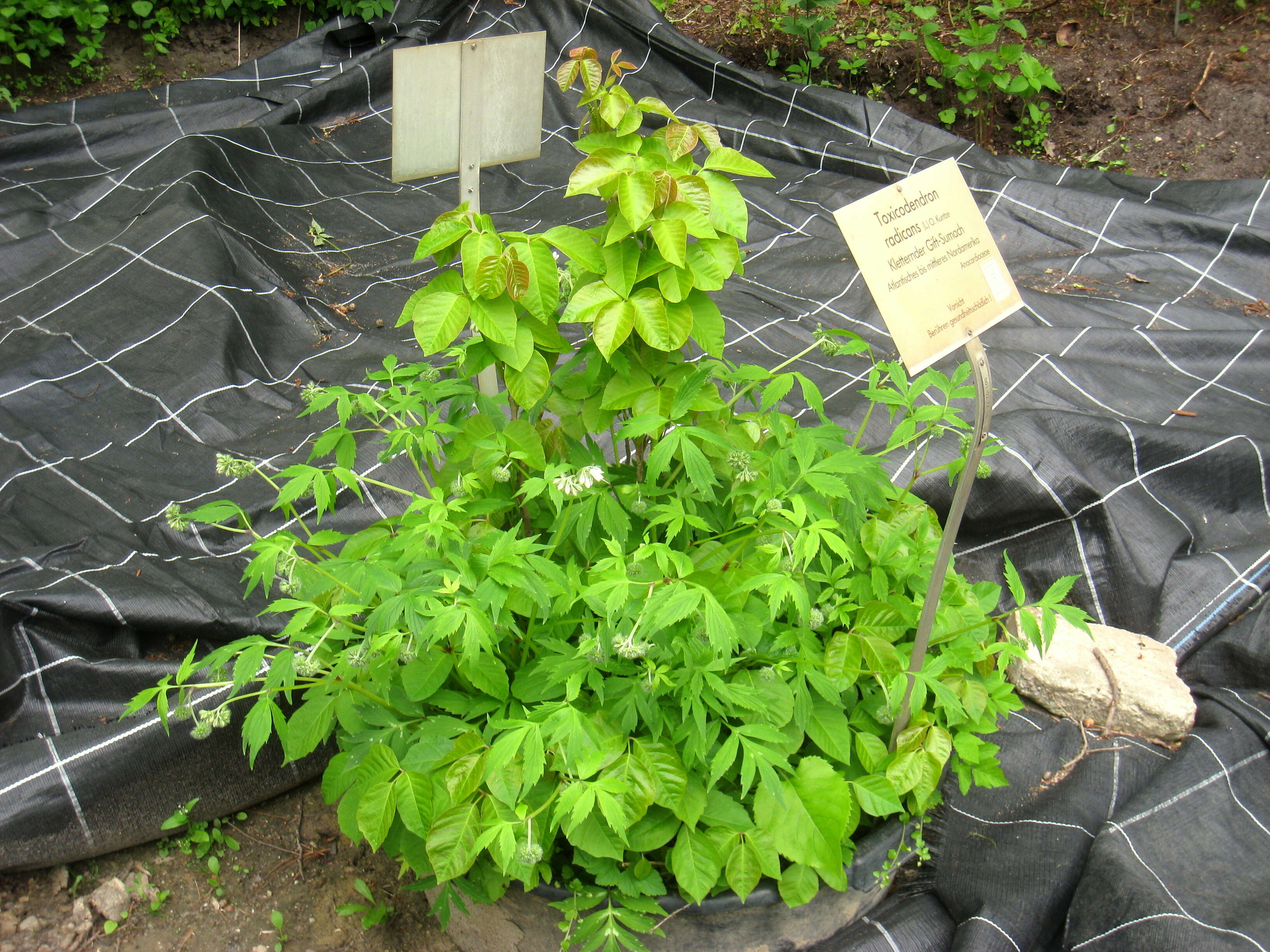 Image of eastern poison ivy