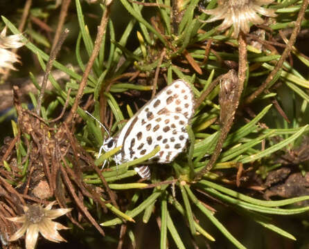 Image of Tarucus sybaris (Hopffer 1855)