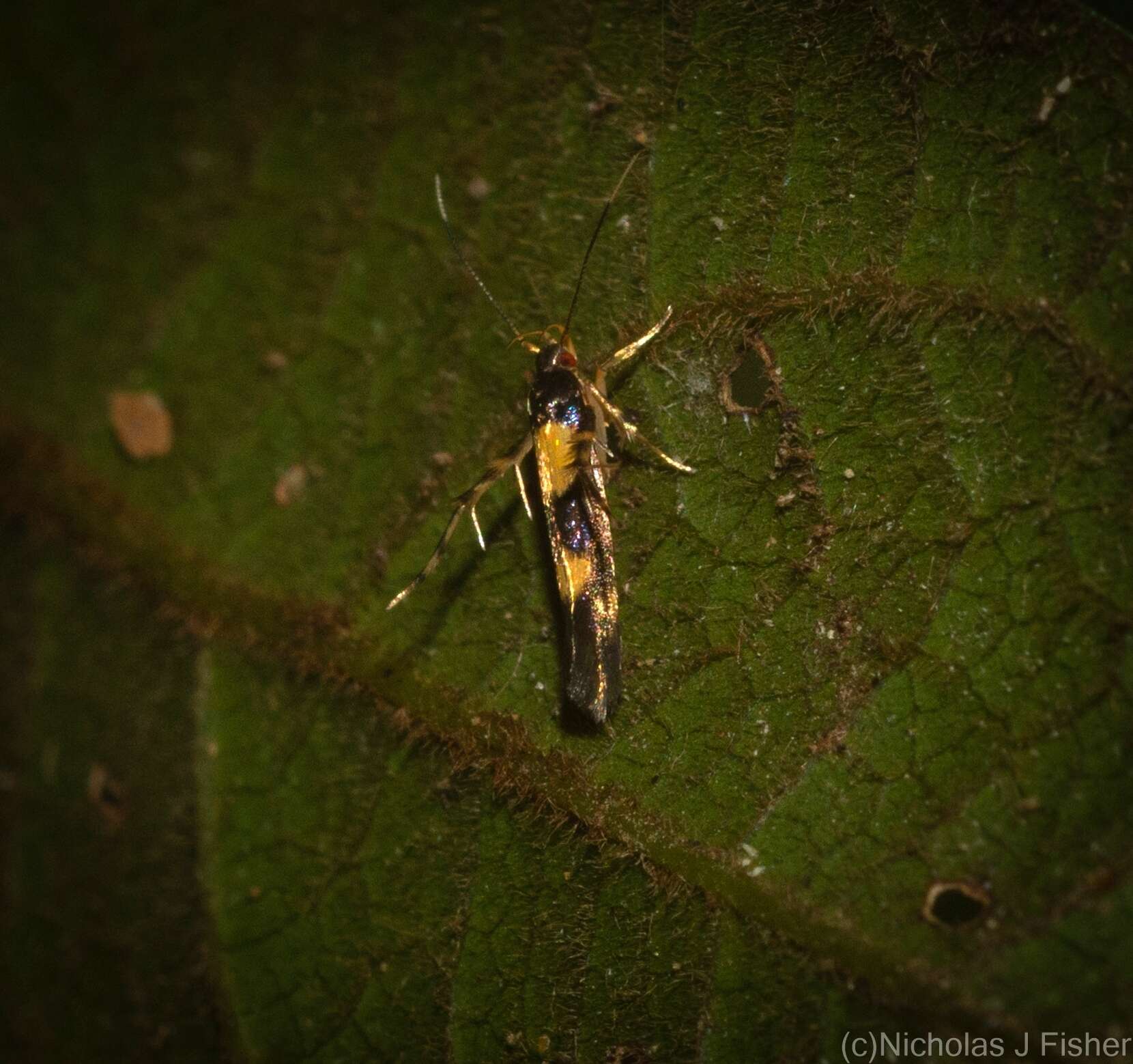 Image of Aeoloscelis chrysophoenicea Meyrick 1897