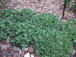 Haworthia cymbiformis (Haw.) Duval resmi