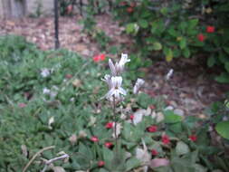 Haworthia cymbiformis (Haw.) Duval resmi