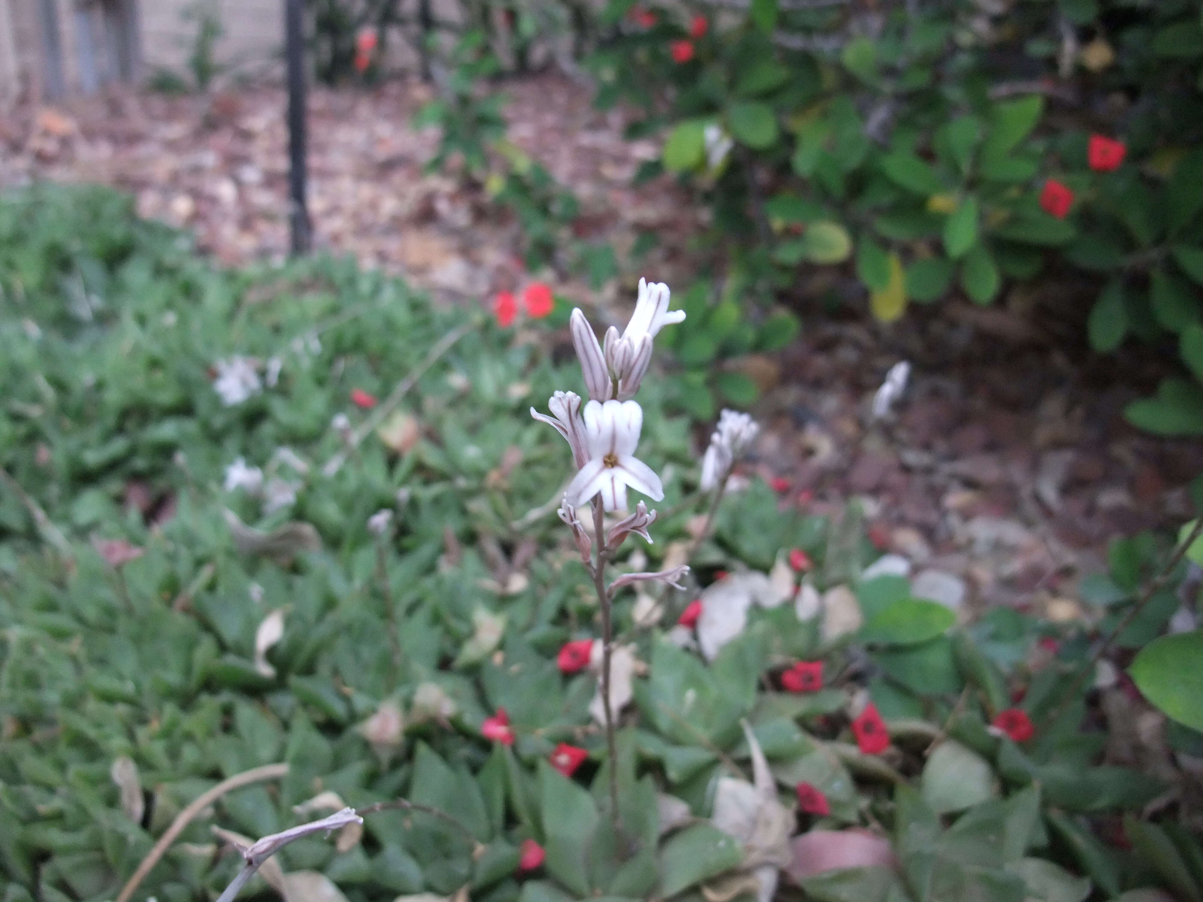 Haworthia cymbiformis (Haw.) Duval resmi