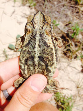 Image of gulf coast toad