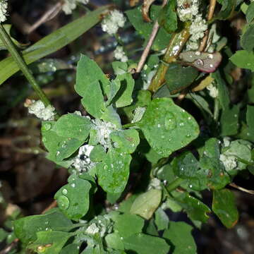 Plancia ëd Chenopodium opulifolium Schrader