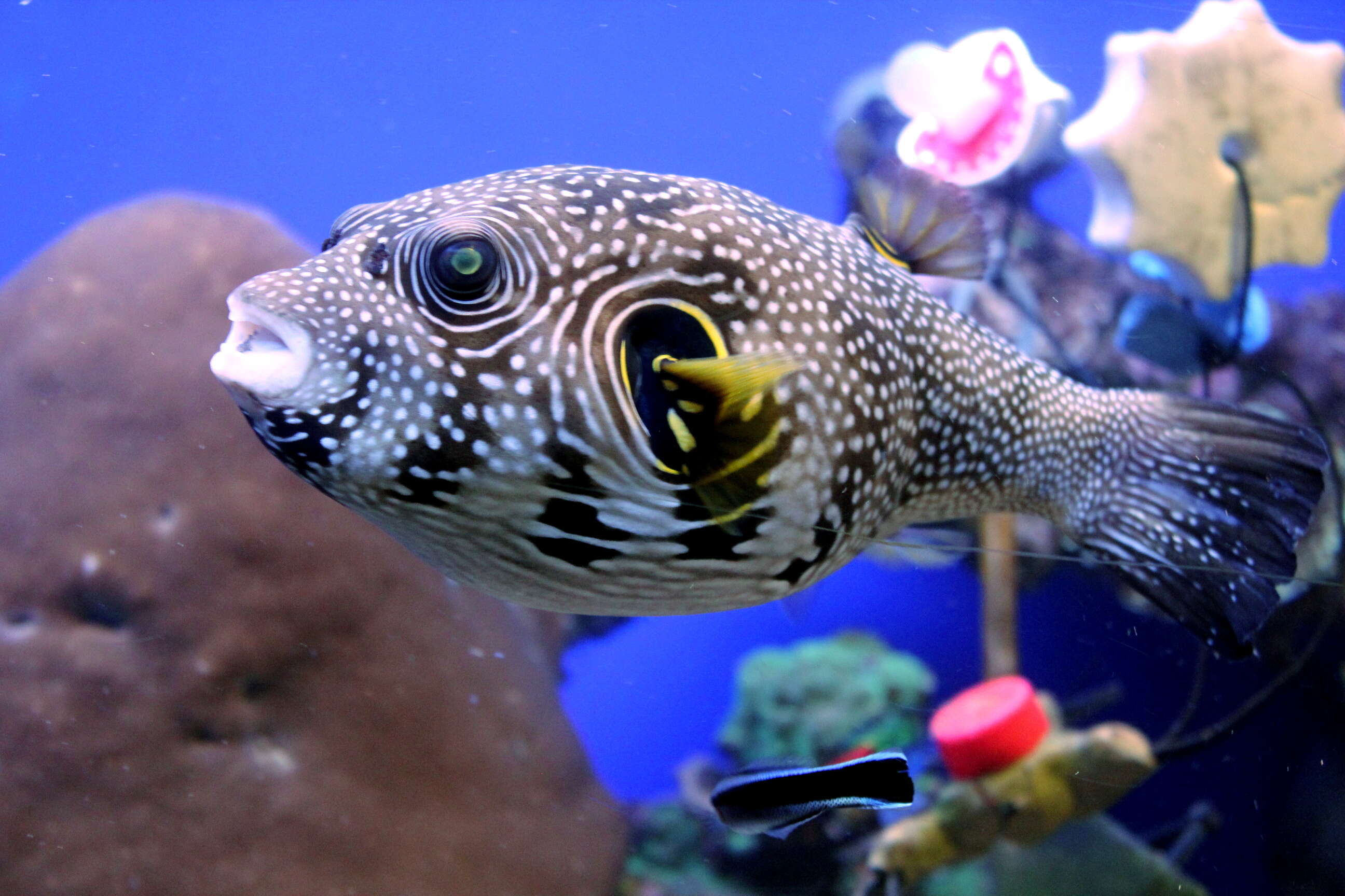 Image of Broadbarred Toadfish