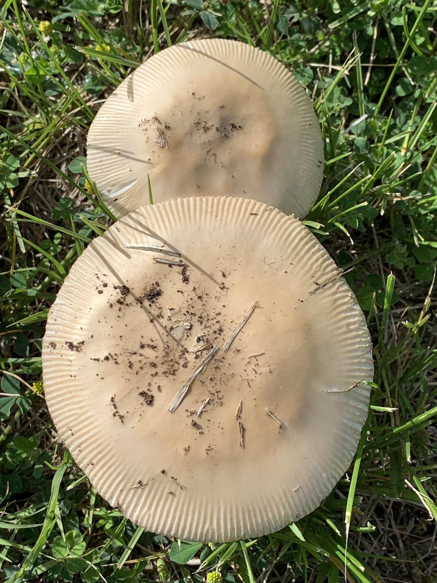 Image of Amanita populiphila Tulloss & E. Moses 1995