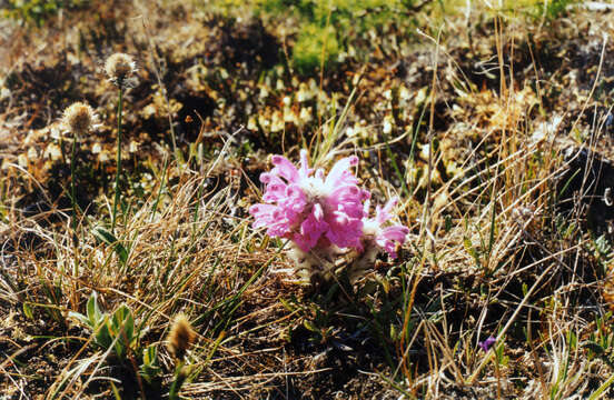 Imagem de Pedicularis dasyantha Hadac