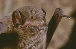 Image of Beatrix Butterfly Bat