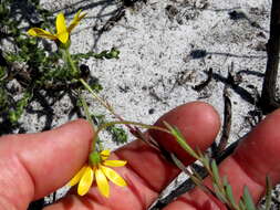 Image of Osteospermum polygaloides L.