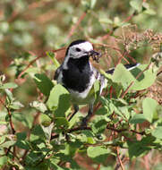 Image of Pied Wagtail and White Wagtail