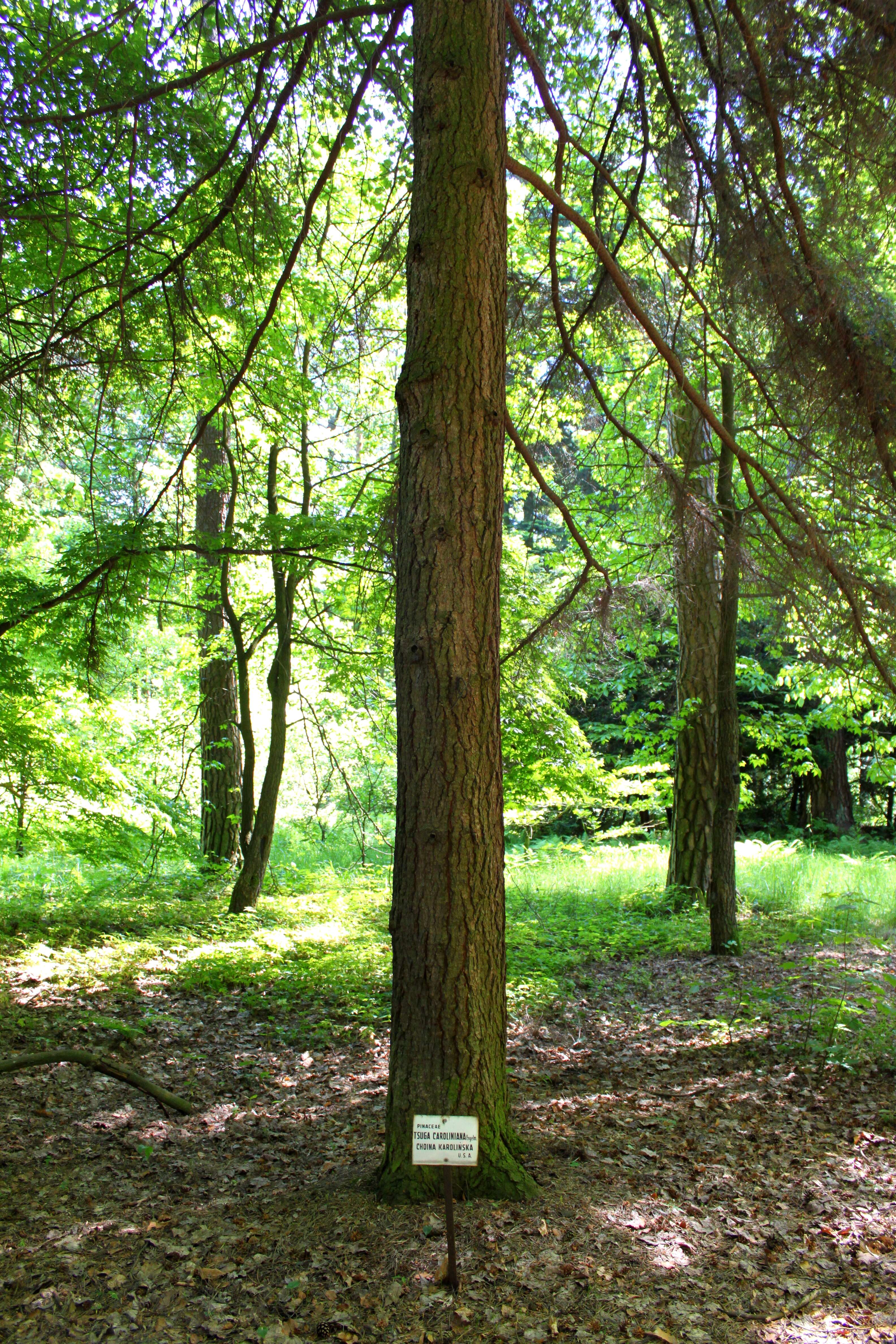 Image of Carolina Hemlock