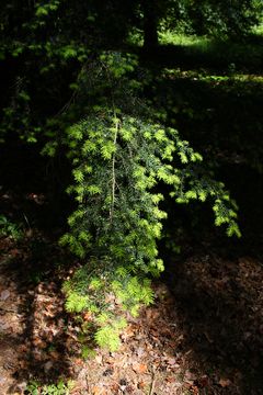 Image of Carolina Hemlock