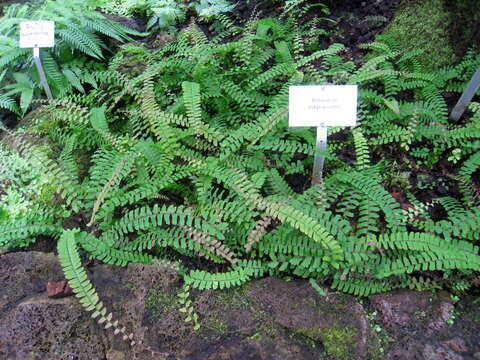 Image of Adiantum edgeworthii Hook.