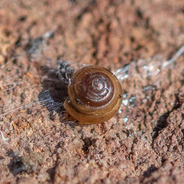 Image of Tawny Glass Snail