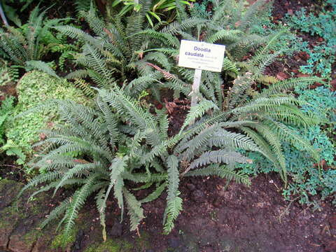 Image of hacksaw fern