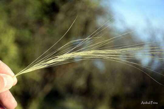 Image of Aristida niederleinii Mez