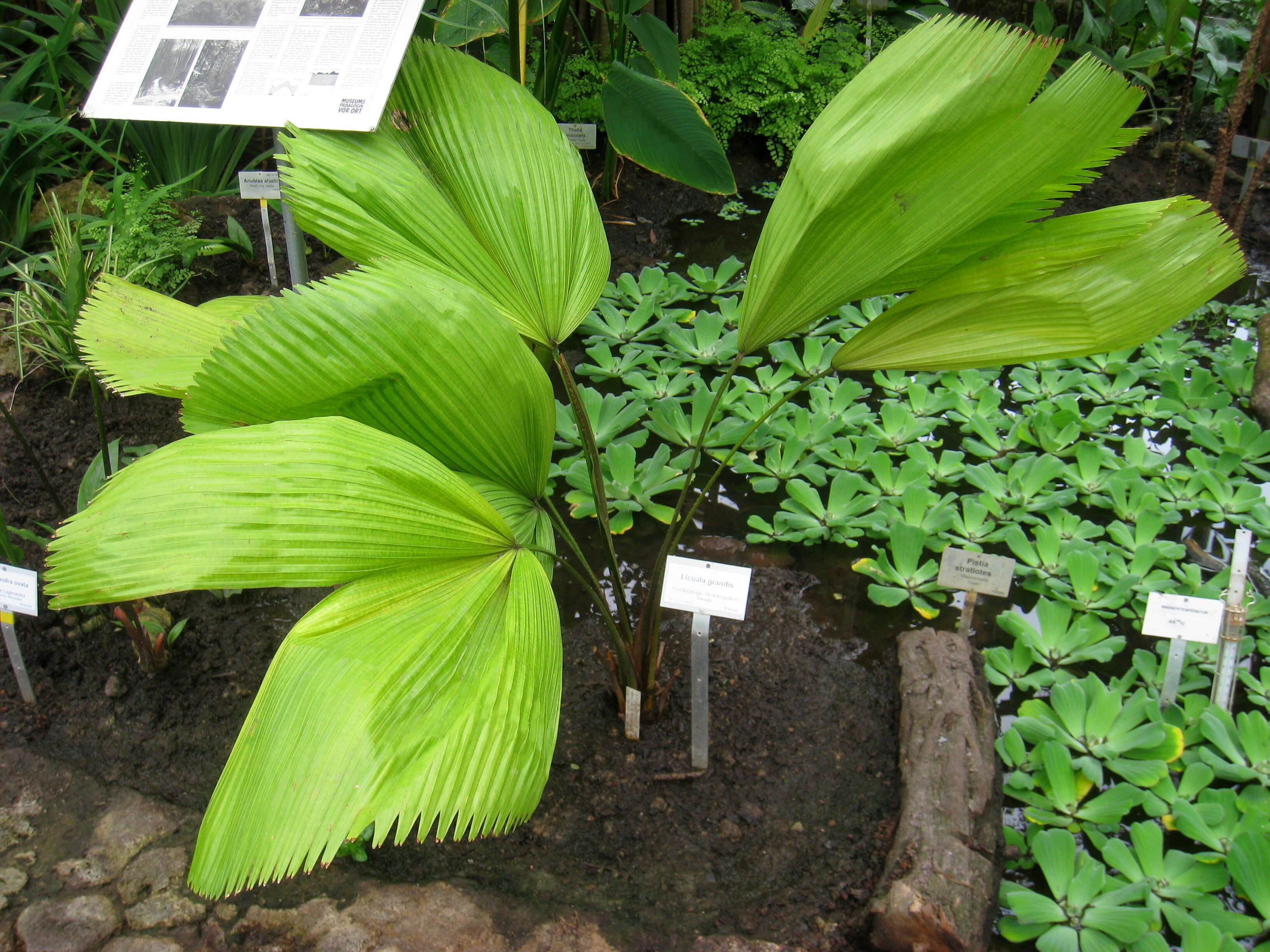 Image of Grosse Licuala Palm