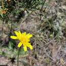 Image of Microseris lanceolata (Walp.) Sch. Bip.