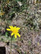 Image of Microseris lanceolata (Walp.) Sch. Bip.