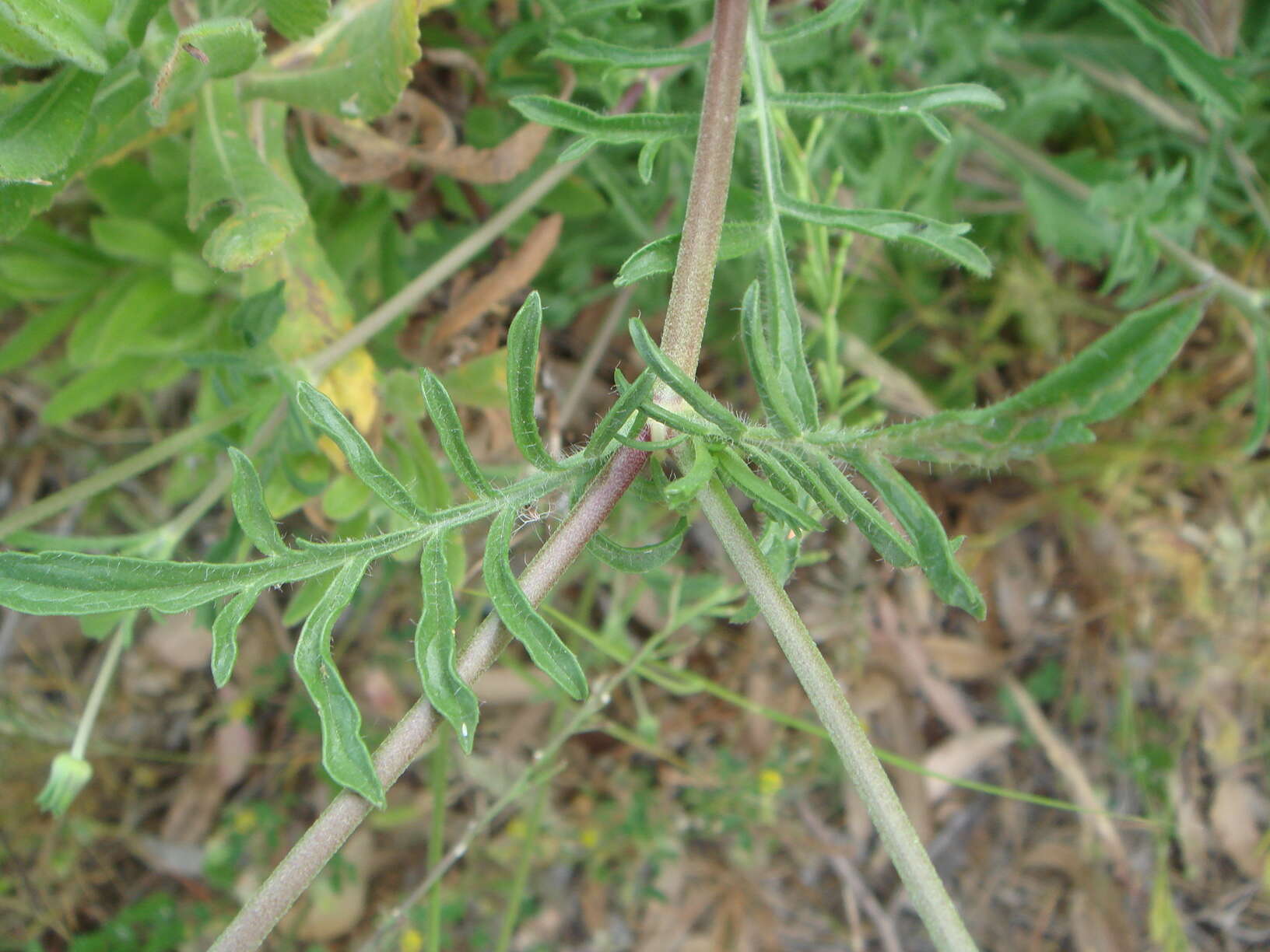 Image of Mediterranean sweet scabious