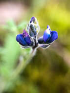 Image of smallflower lupine
