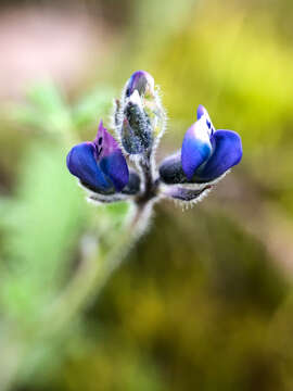 Plancia ëd Lupinus polycarpus Greene