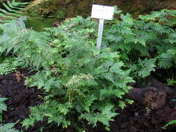 Image of Selaginella elmeri Hieron.