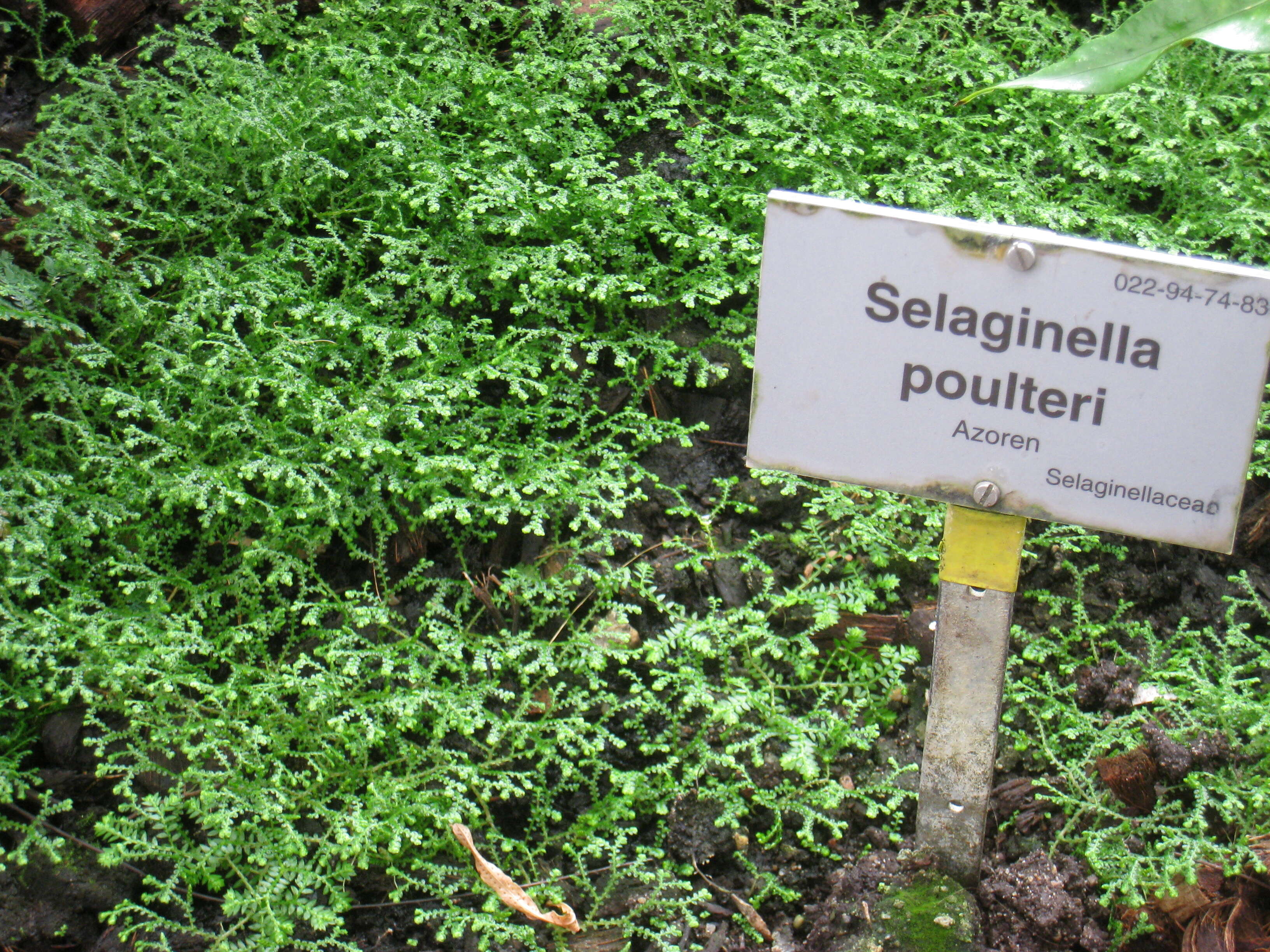 Image of Selaginella poulteri