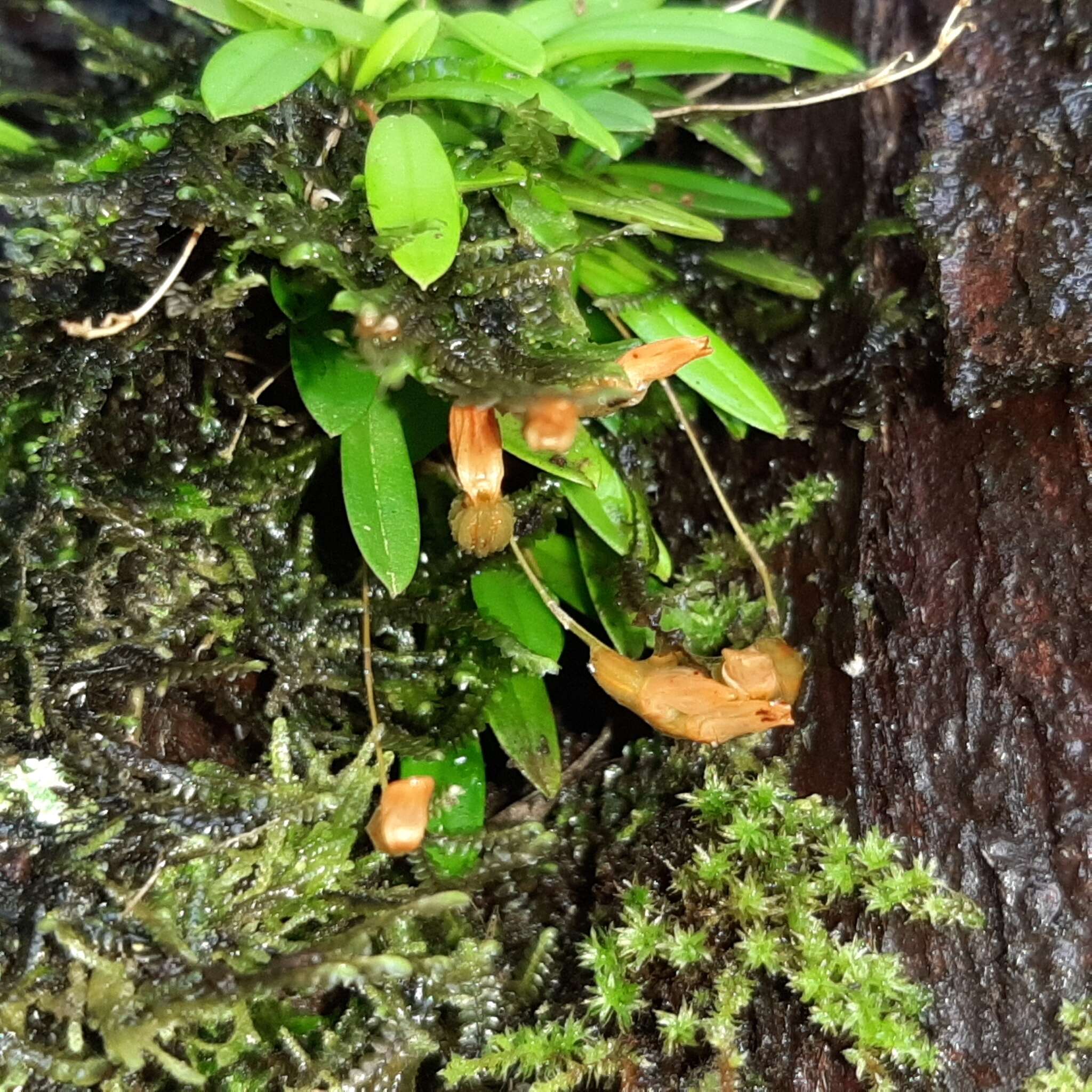 Plancia ëd Specklinia lanceola (Sw.) Lindl.