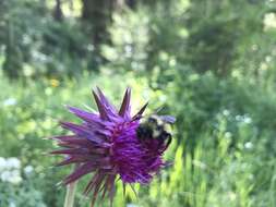 Image de Bombus insularis (Smith 1861)