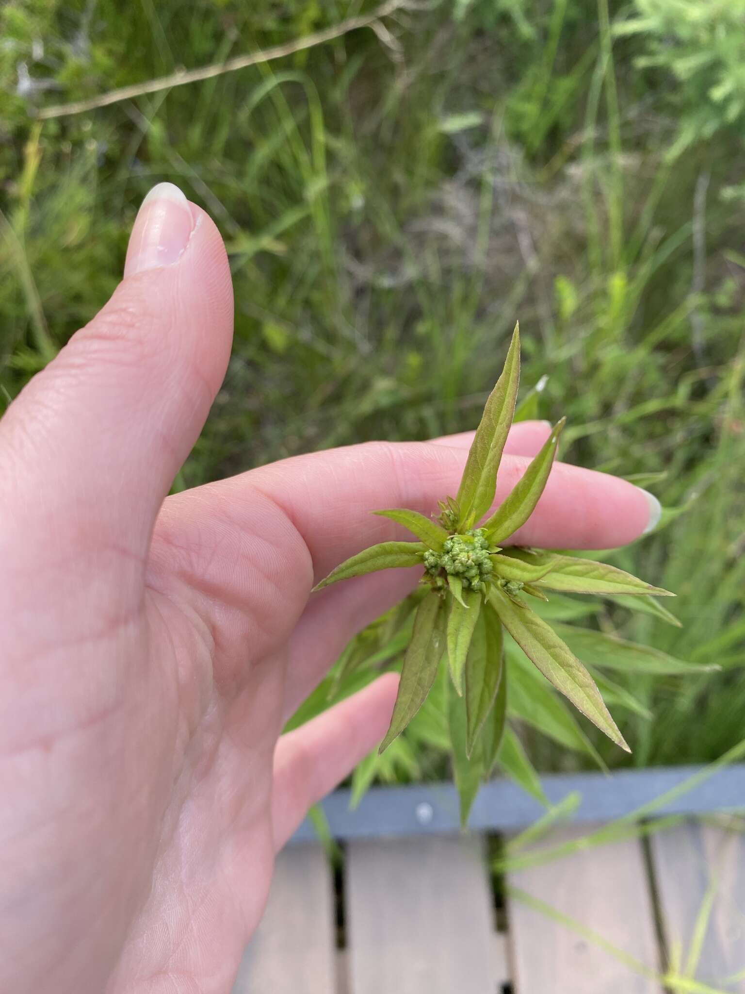 Image of <i>Doellingeria <i>umbellata</i></i> var. umbellata