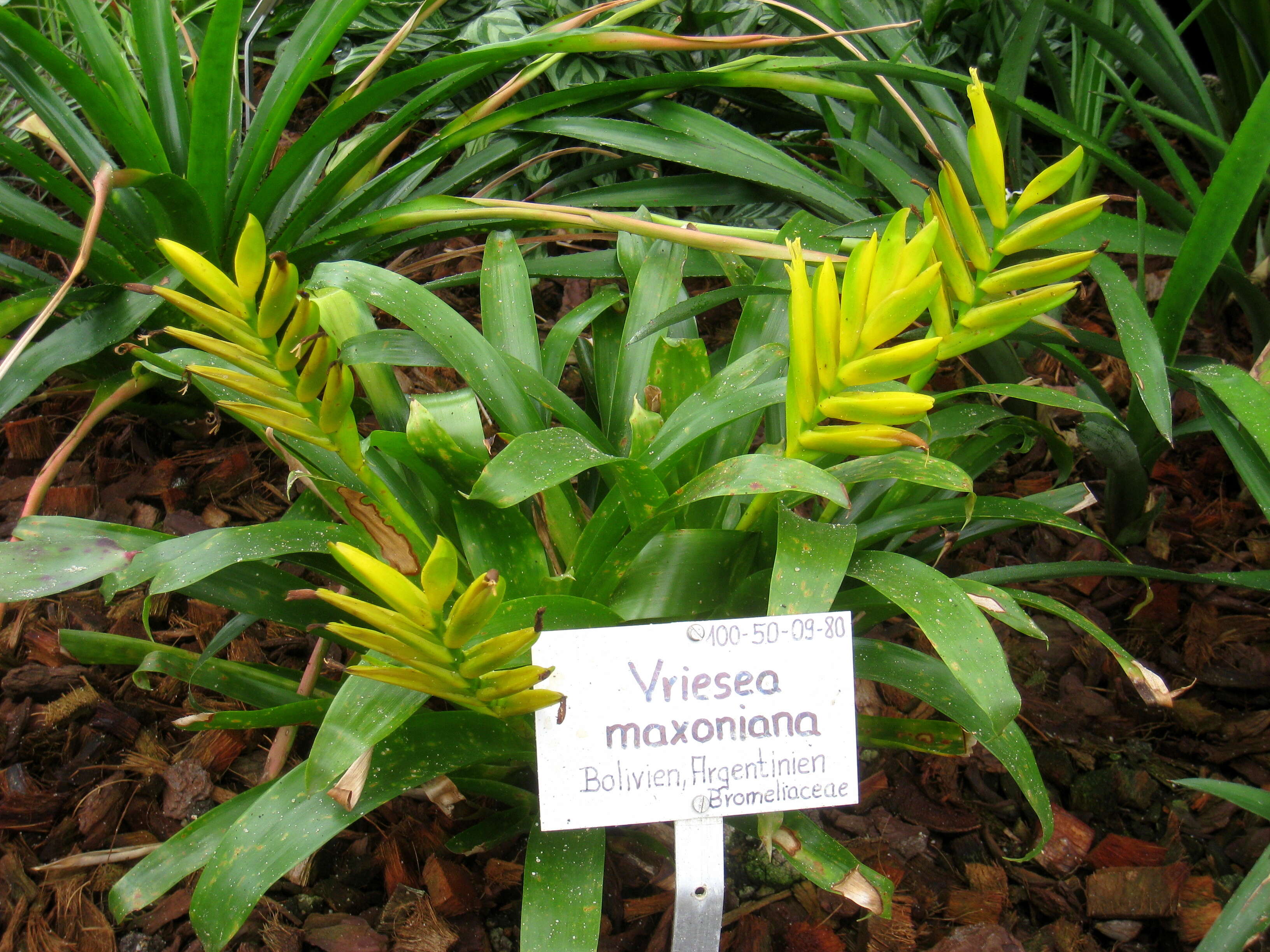 Image of Vriesea maxoniana (L. B. Sm.) L. B. Sm.