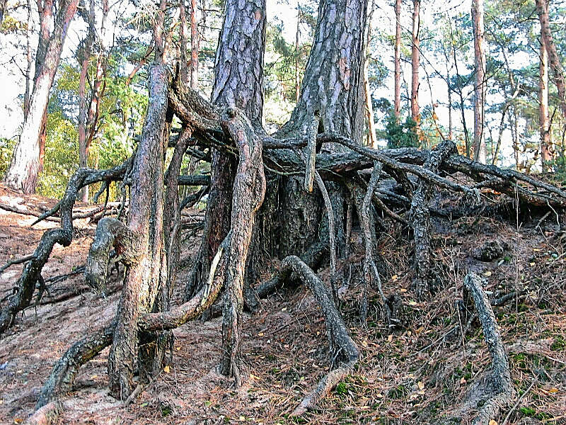 Image of Scotch Pine