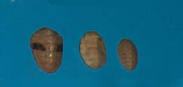 Image of Lepidochitona cinerea