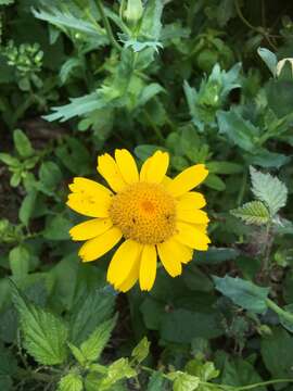 Image of corndaisy