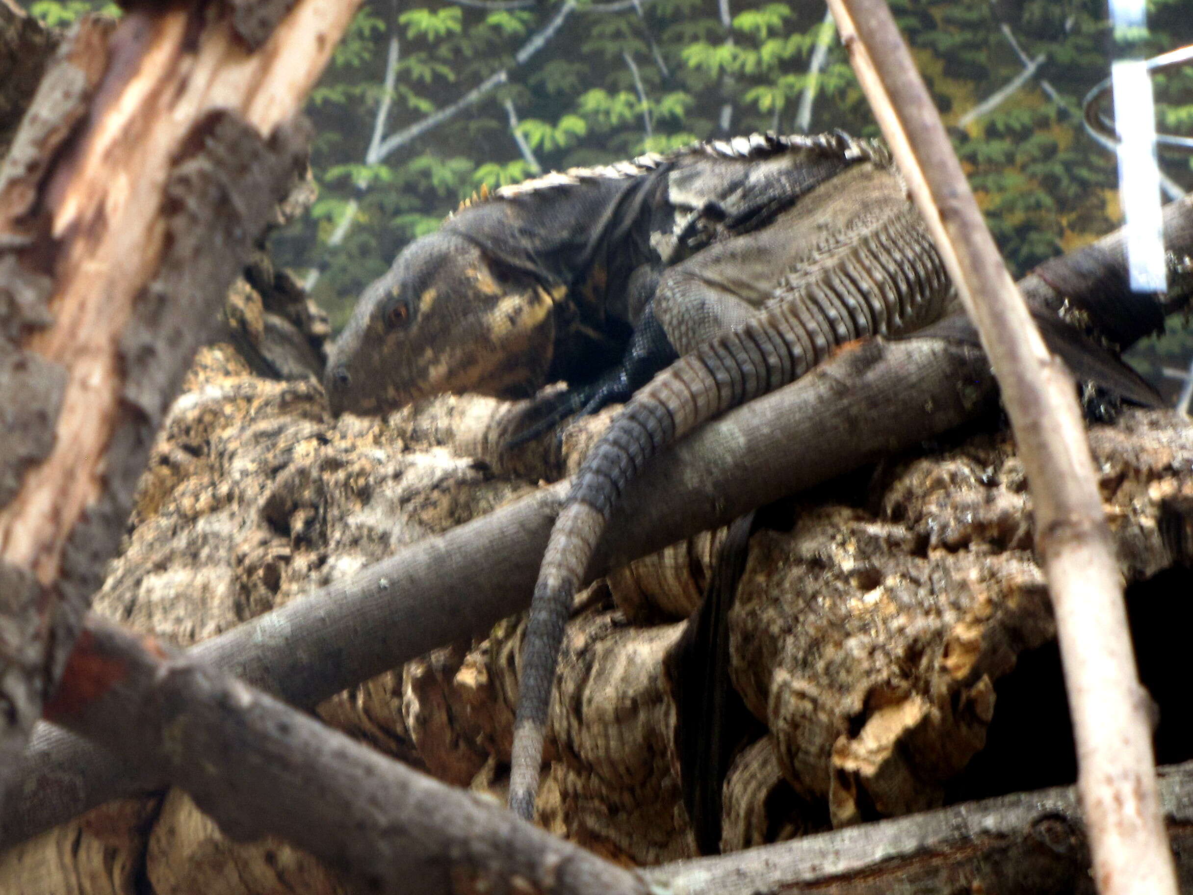 Image of Aguán Valley Iguana