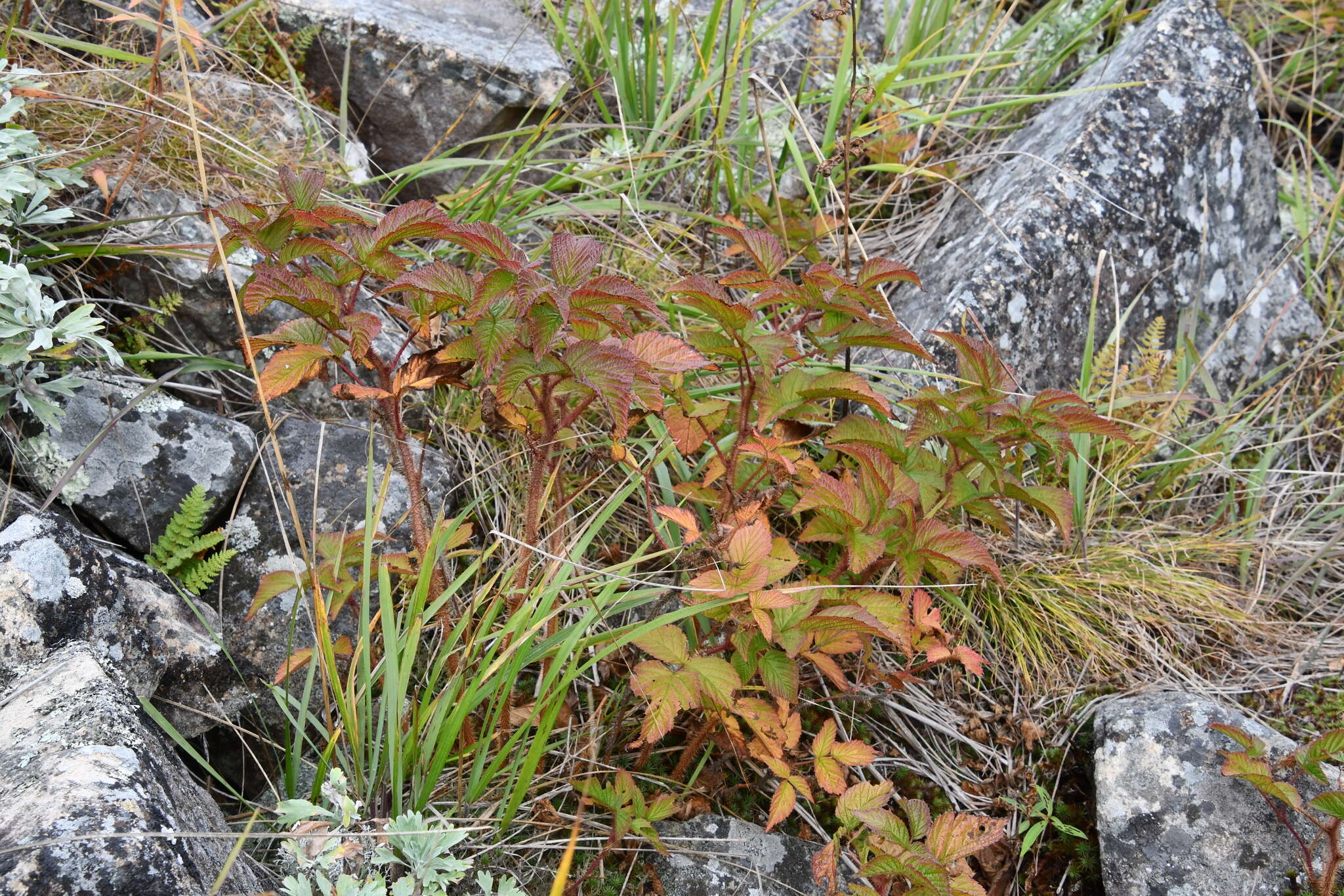 Image of Rubus melanolasius (Dieck) Focke