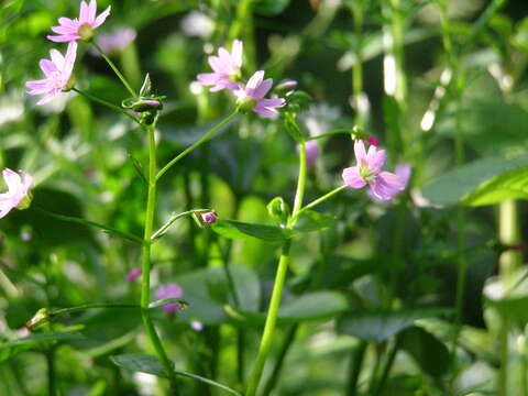 Plancia ëd Claytonia sibirica L.