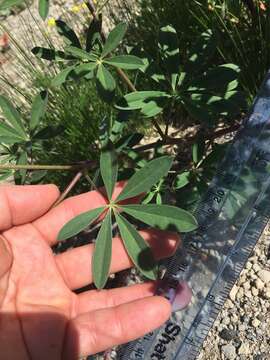 Image of subalpine lupine