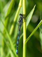 Image of Southern Damselfly