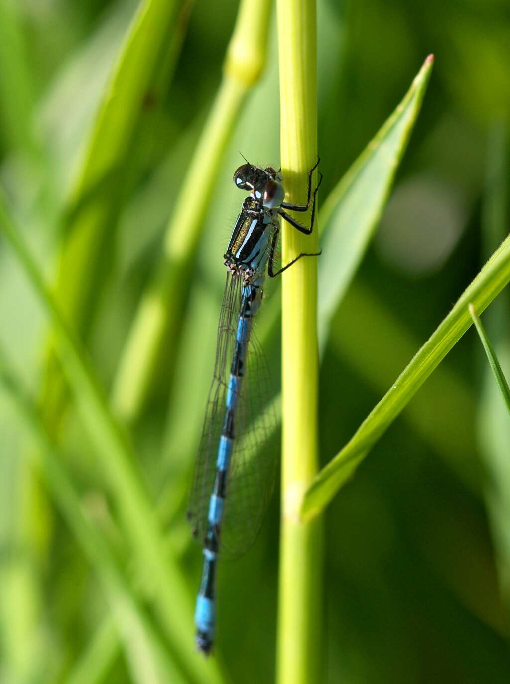 Image of Southern Damselfly