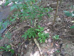 Image of Burmese fishtail palm