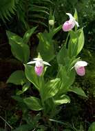 Image of Showy lady's slipper