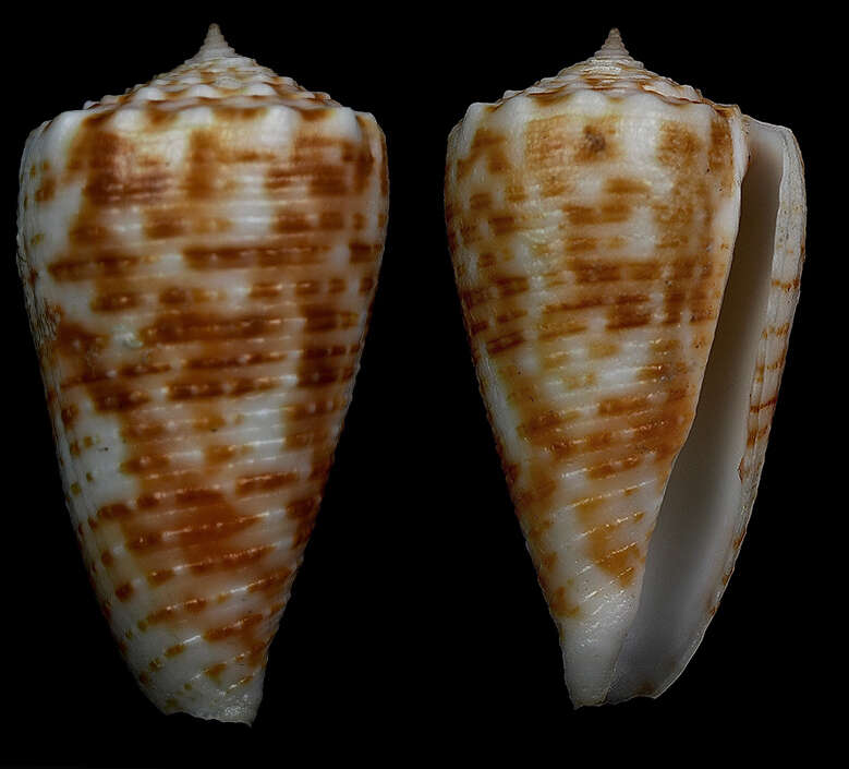 Image of Conus alexandrei (Limpalaër & Monnier 2012)