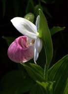 Image of Showy lady's slipper